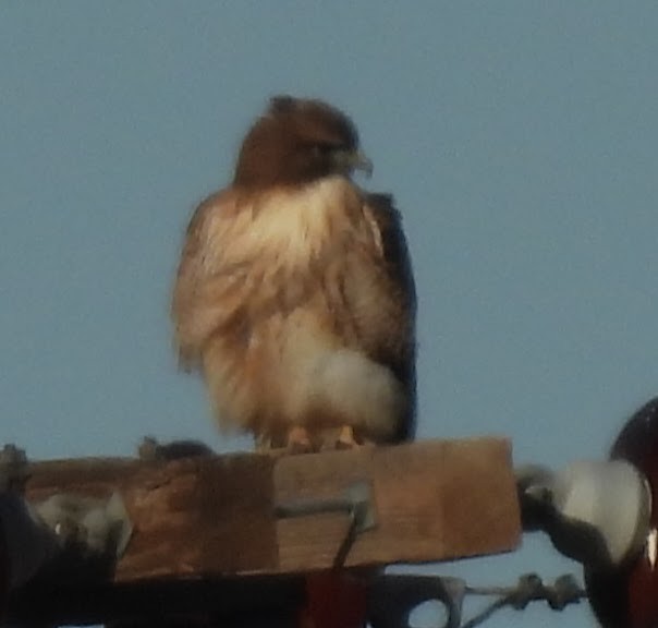 Buse à queue rousse (calurus/alascensis) - ML646716726
