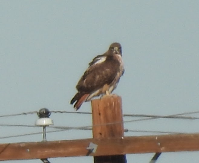 Buse à queue rousse (calurus/alascensis) - ML646716727