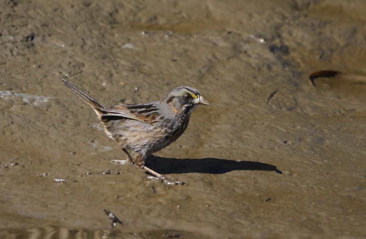 Багновець приморський - ML646716729