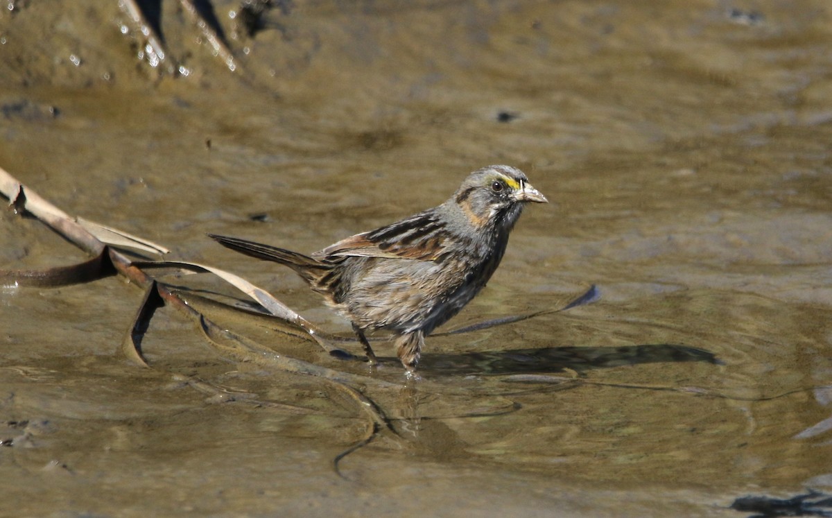 Багновець приморський - ML646716730