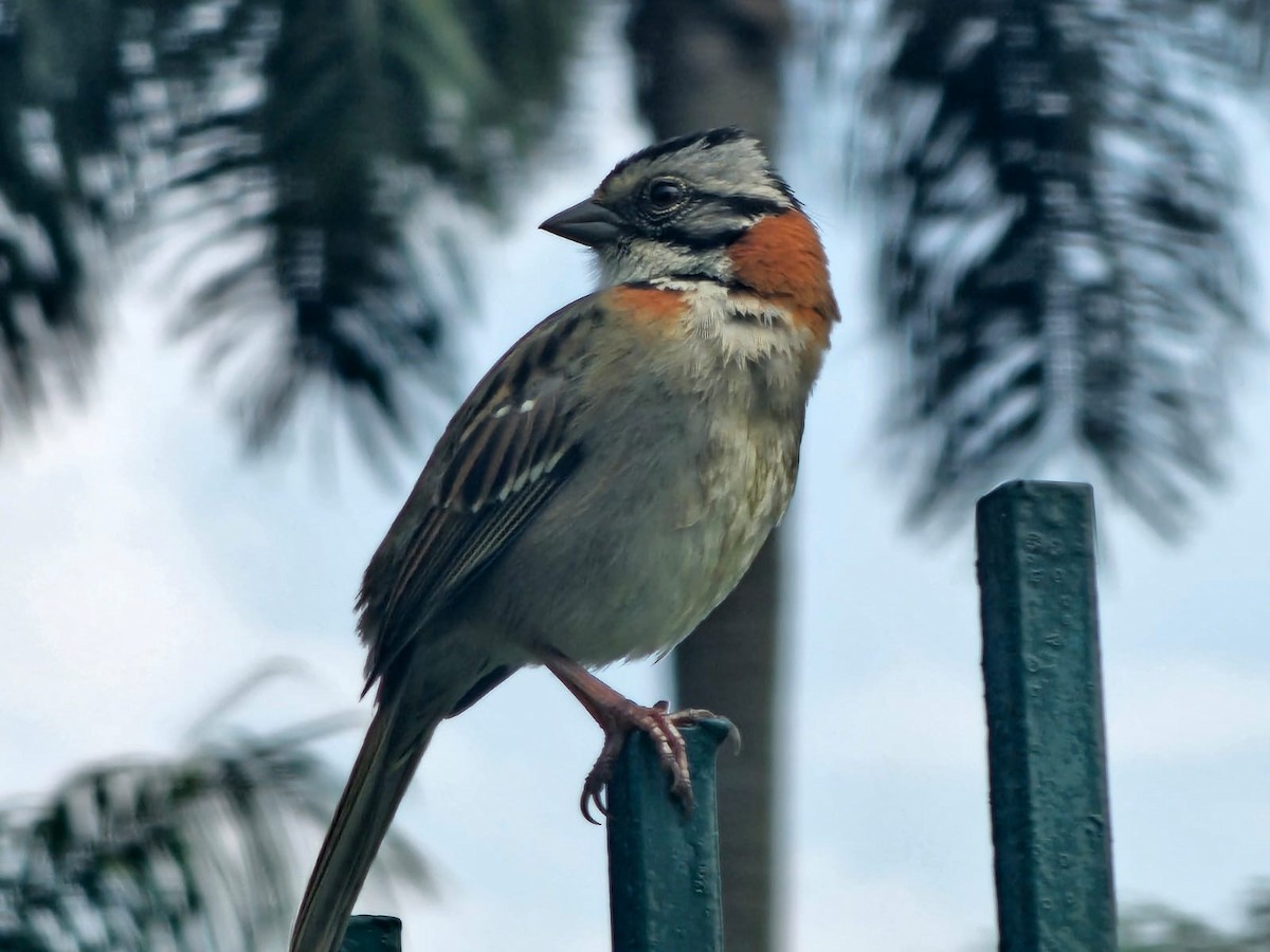 Bruant chingolo - ML646716731