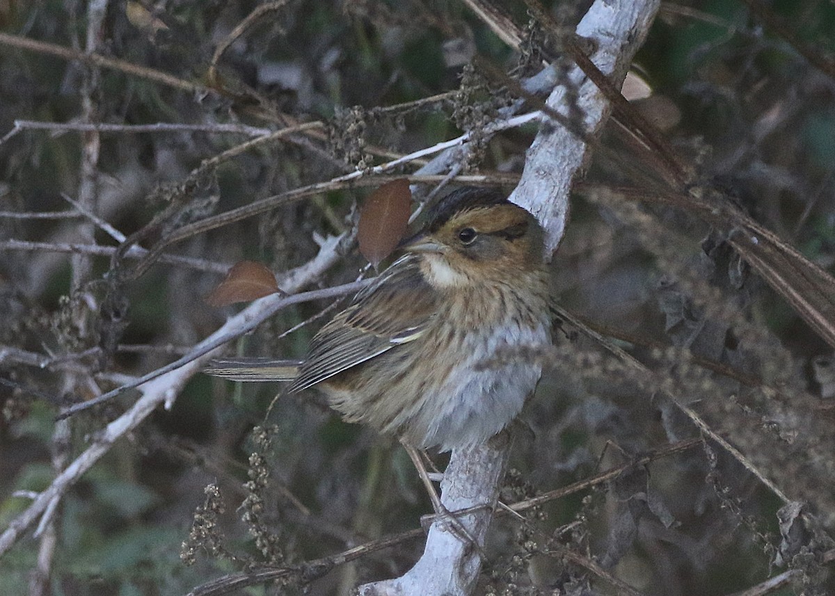 Багновець блідий - ML646716735