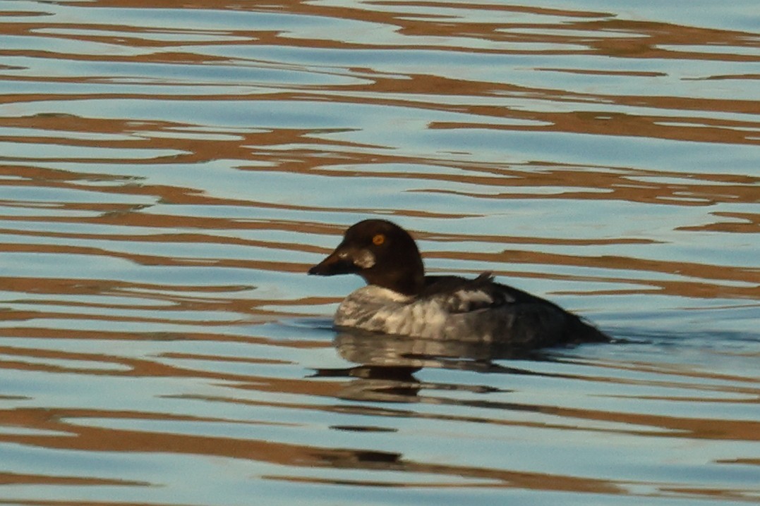 Алаг шунгаач - ML646716737