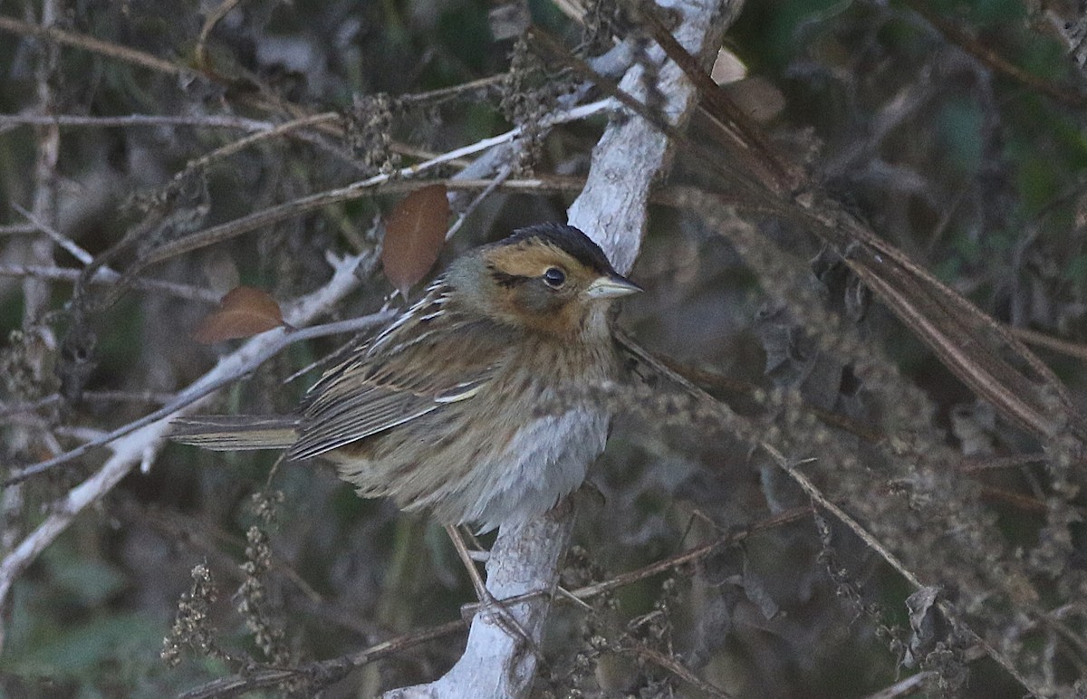 Багновець блідий - ML646716738