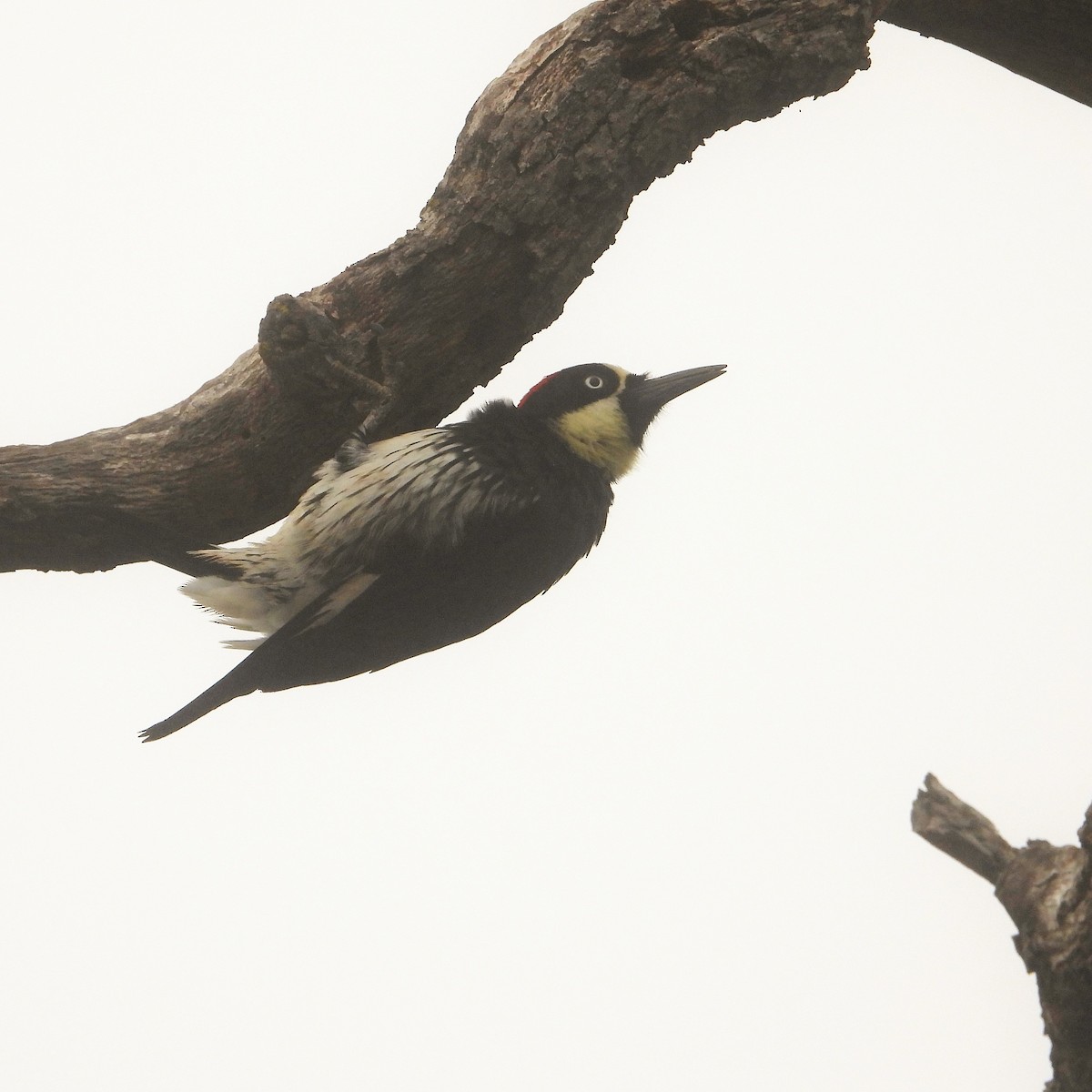 Acorn Woodpecker - ML646716739