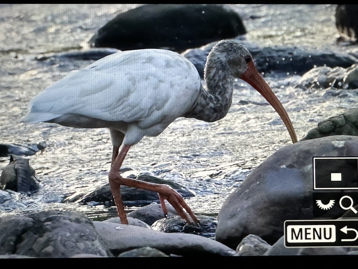 White Ibis - ML646716740