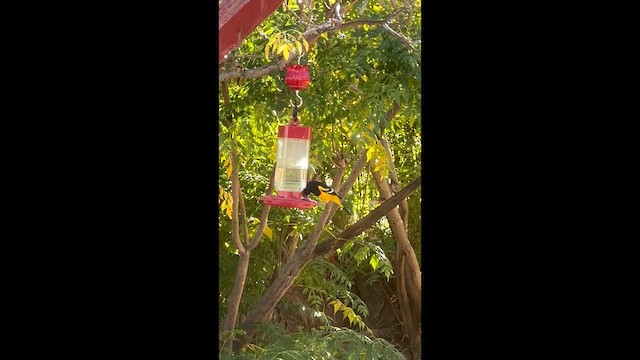 Scott's Oriole - ML646716741