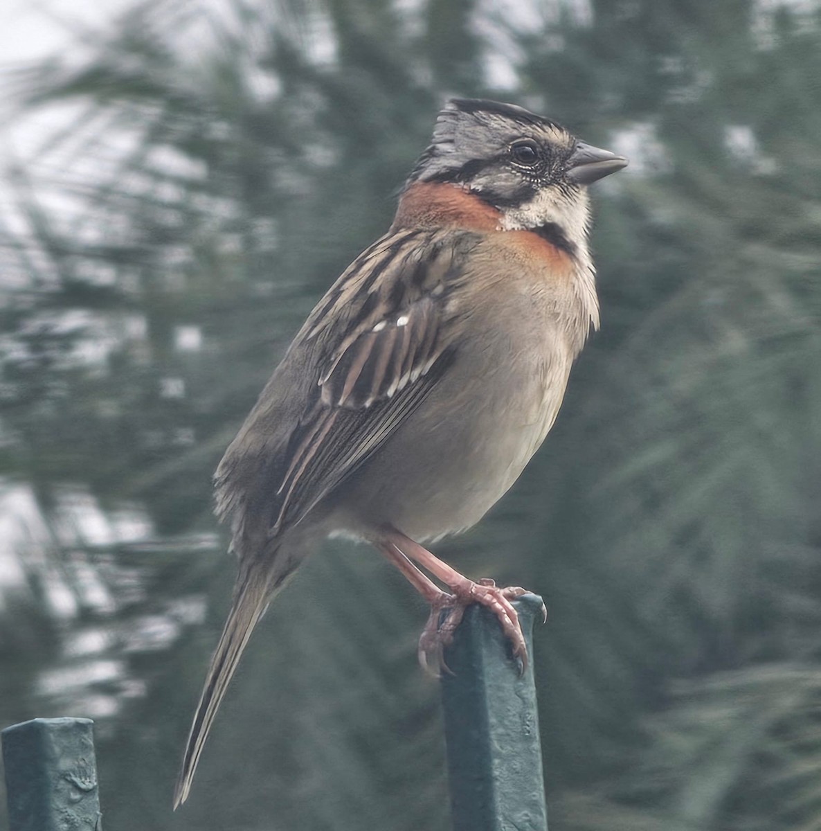 Bruant chingolo - ML646716742