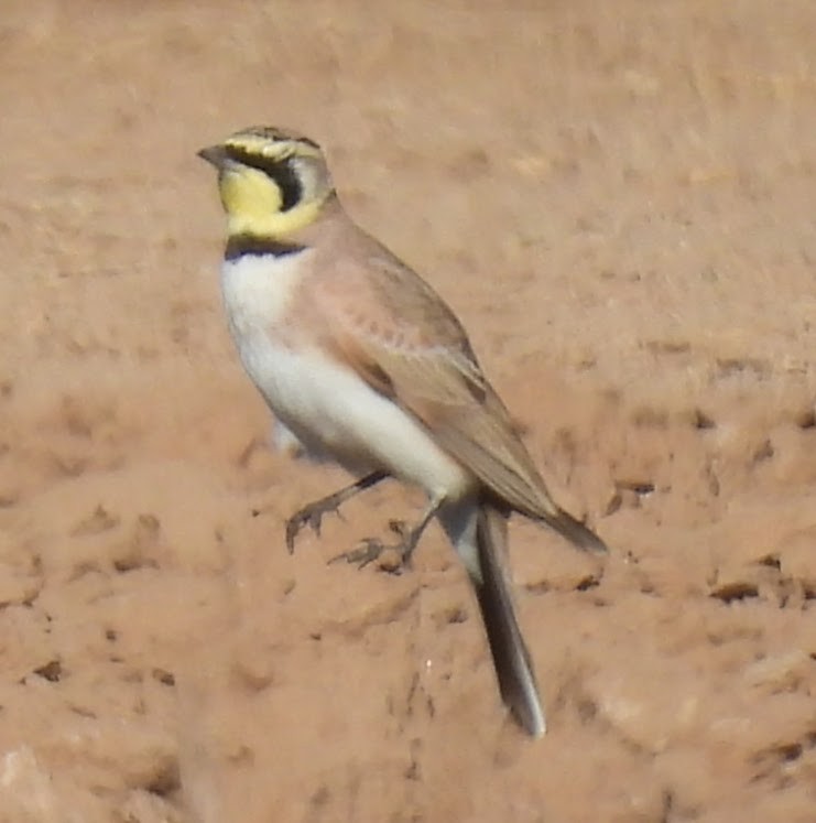 Alouette hausse-col - ML646716743