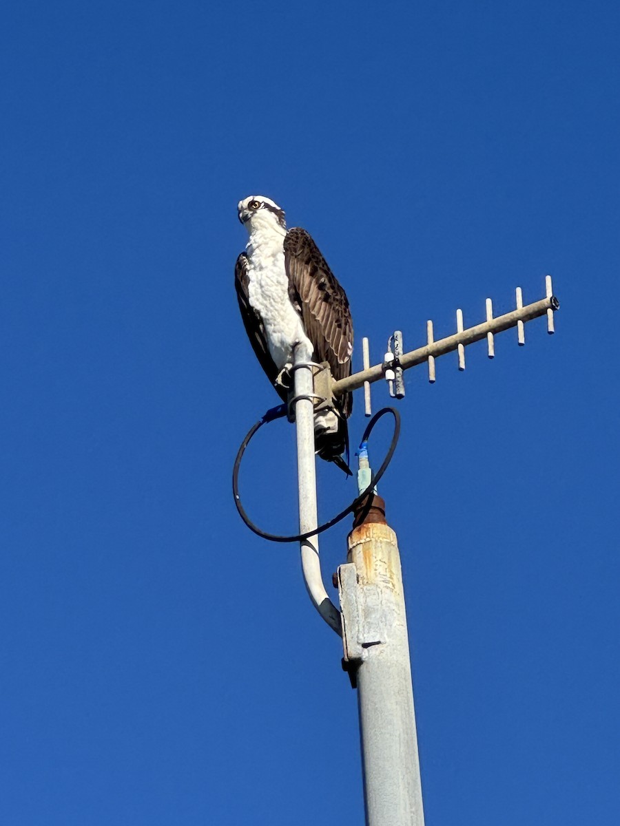 ミサゴ - ML646716752