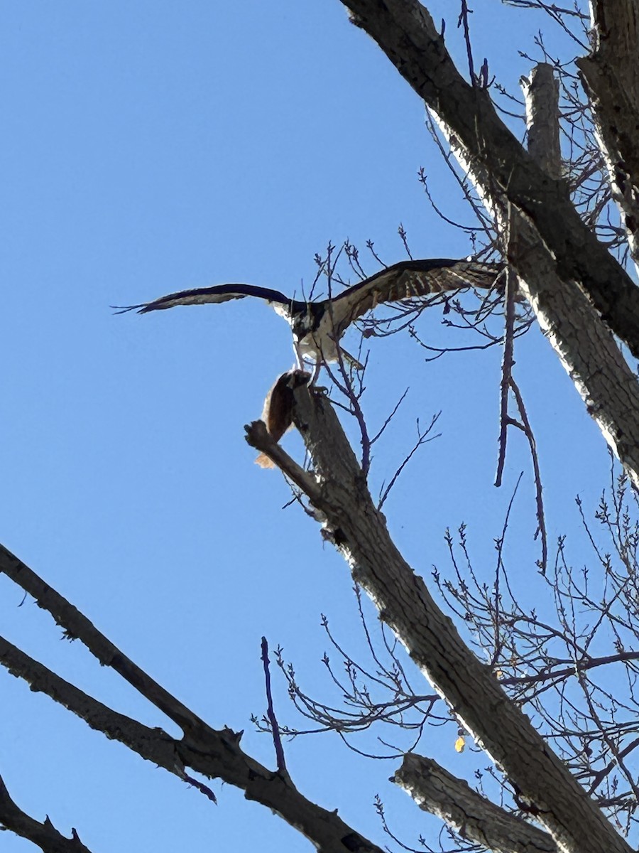 ミサゴ - ML646716753