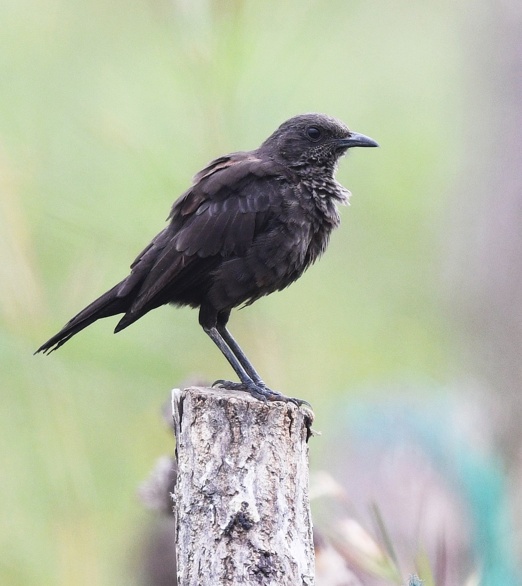 アリヒタキ - ML646716754