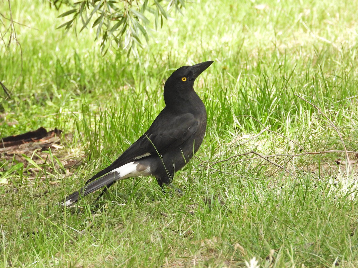 Verdugo Pío - ML646716755