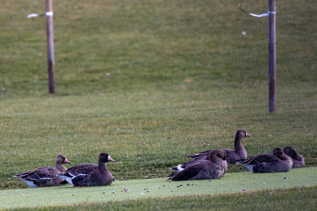 Greater White-fronted Goose - ML646716758