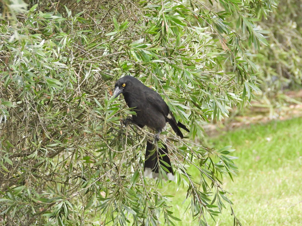 Verdugo Pío - ML646716761