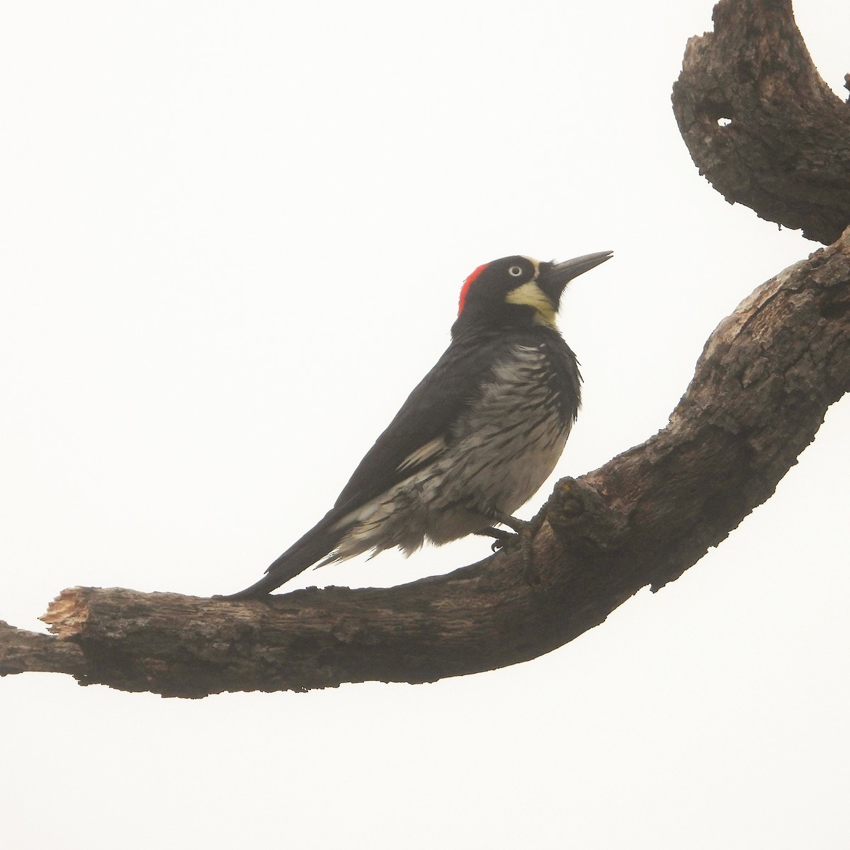 Acorn Woodpecker - ML646716762