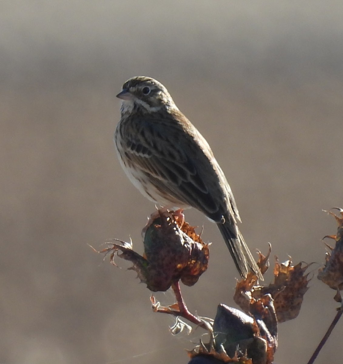 Bruant vespéral - ML646716764