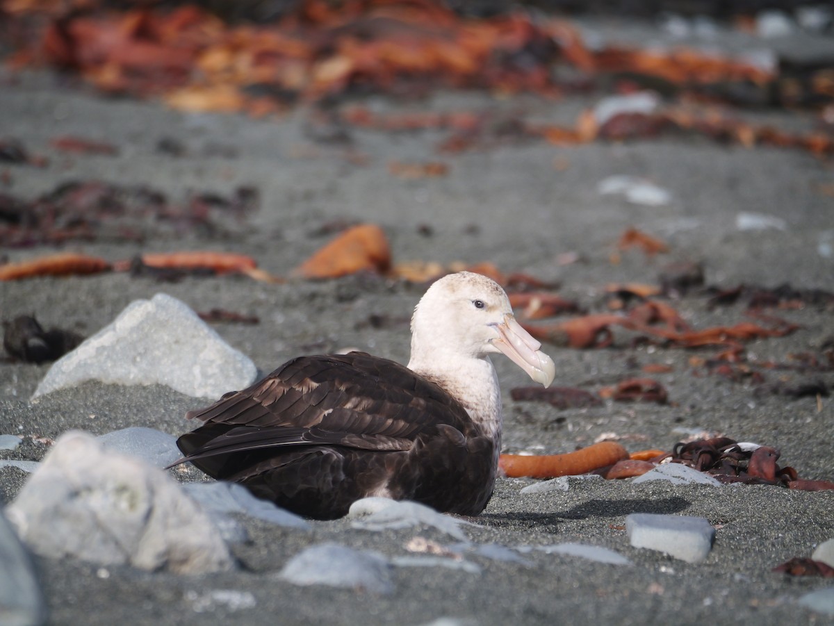 sørkjempepetrell - ML646716765