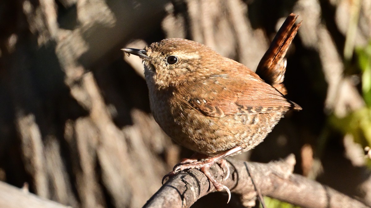 vintersmett - ML646716770