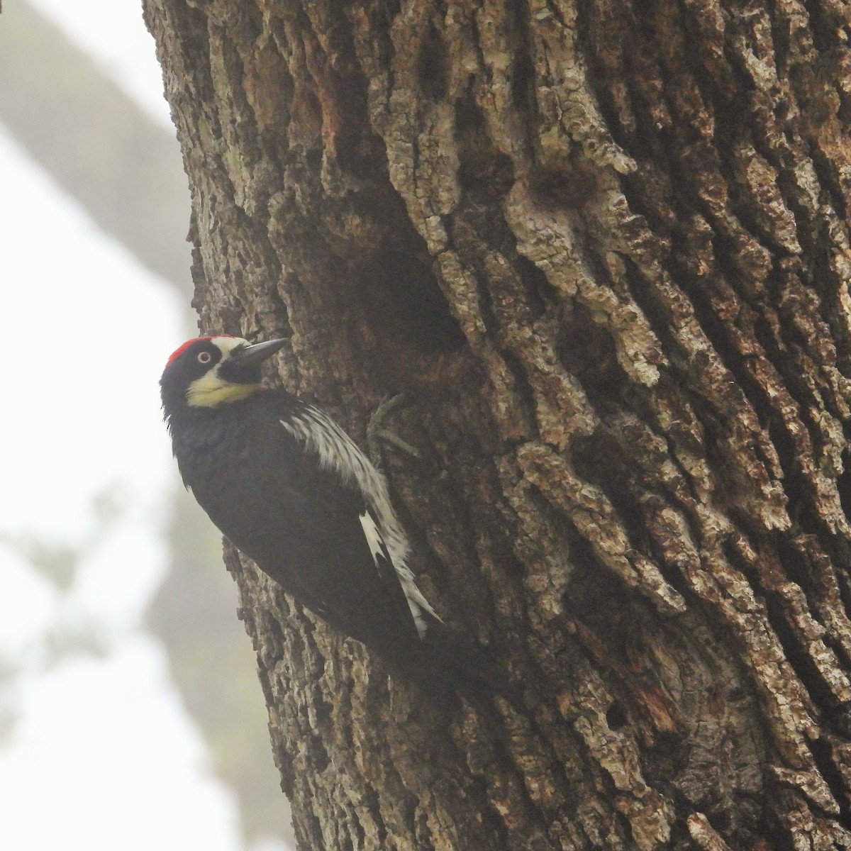 Acorn Woodpecker - ML646716771