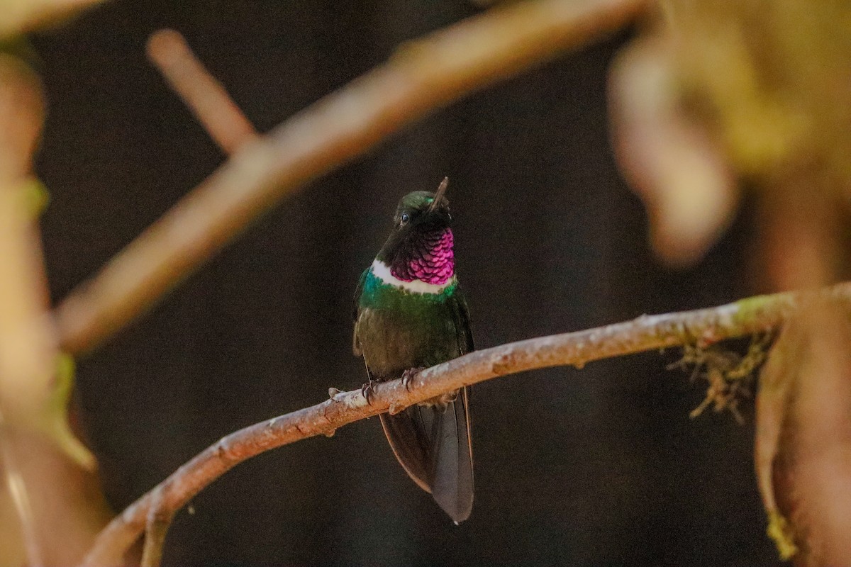 Gorgeted Sunangel - ML646716772