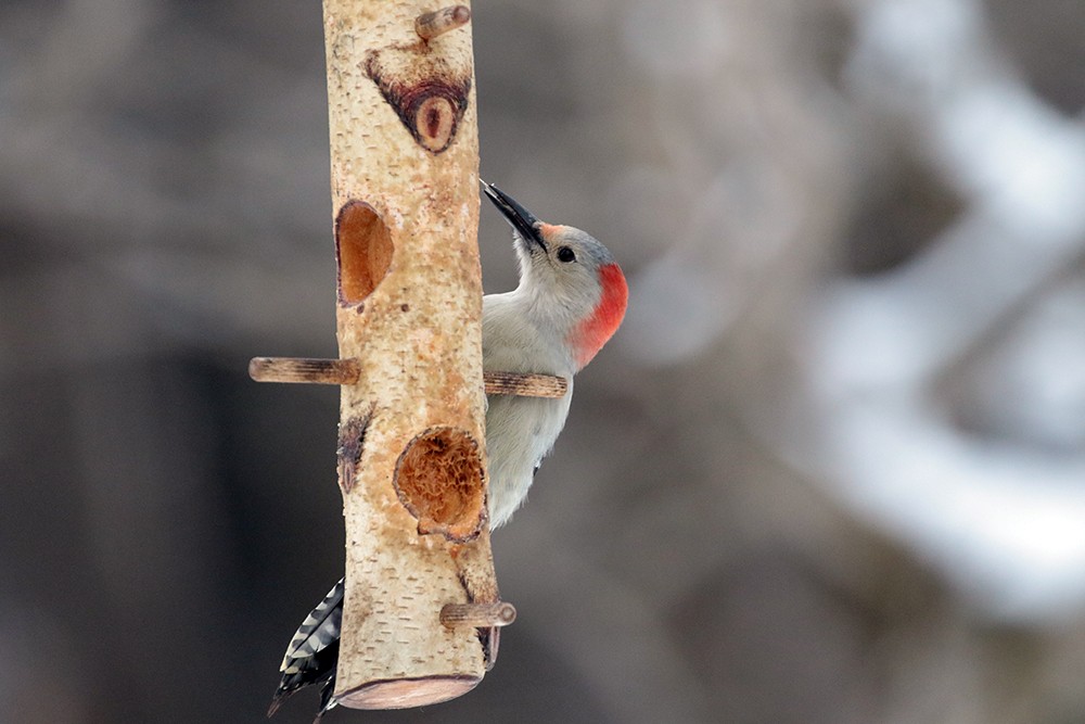 Red-bellied Woodpecker - ML646716773