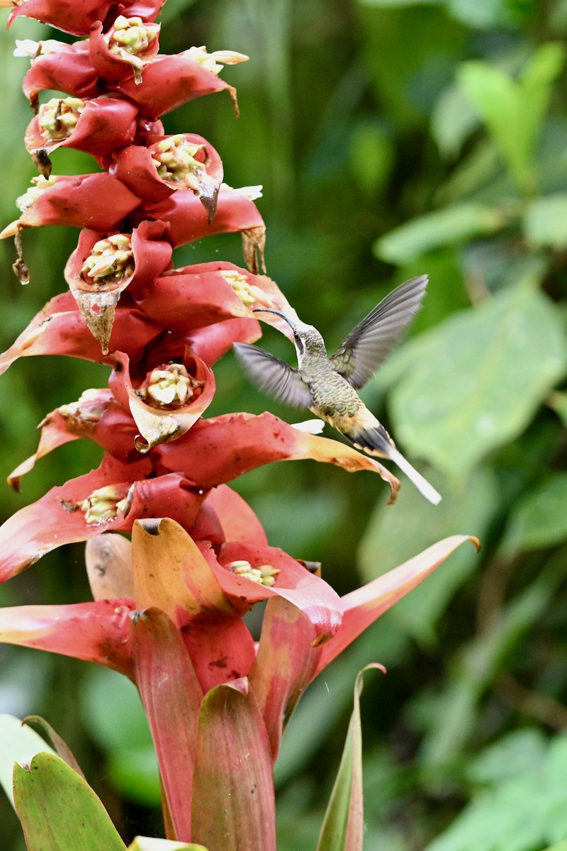 Boz Karınlı Hermit - ML646716775