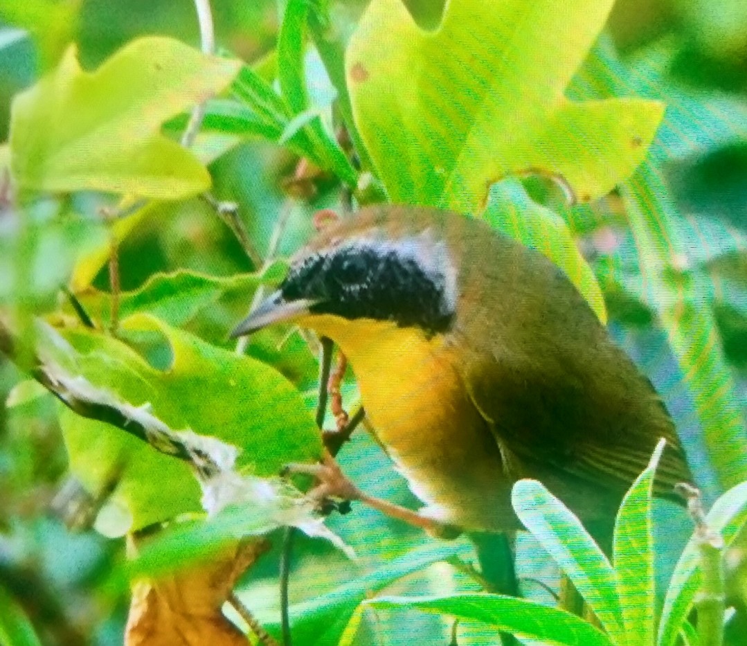 Common Yellowthroat - ML646716779