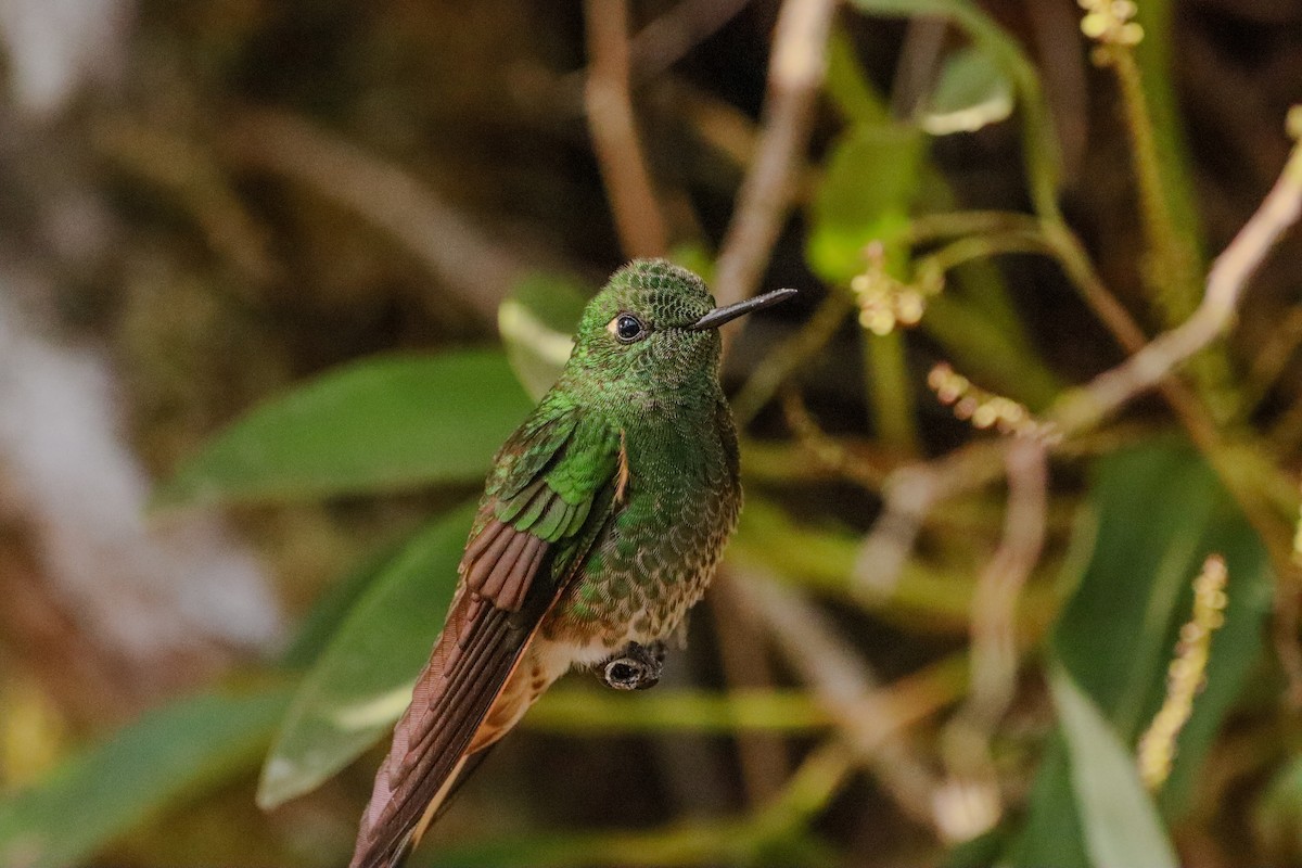 Buff-tailed Coronet - ML646716781