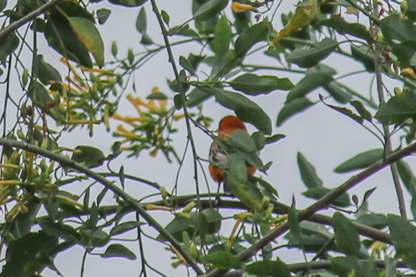 Streak-backed Oriole - ML646716782