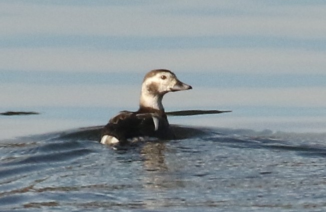 ברווז קרח - ML646716784