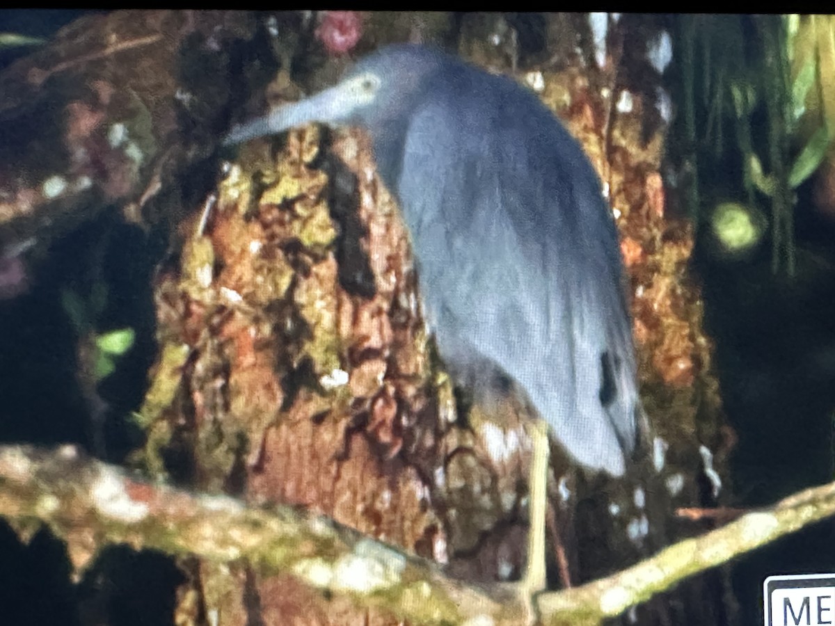 Mavi Balıkçıl - ML646716789