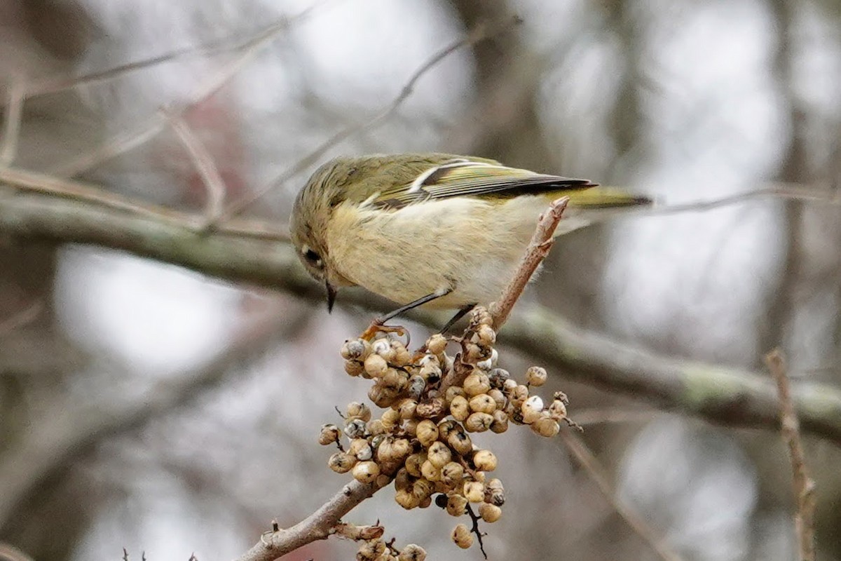 Erregetxo mottogorria - ML646716790