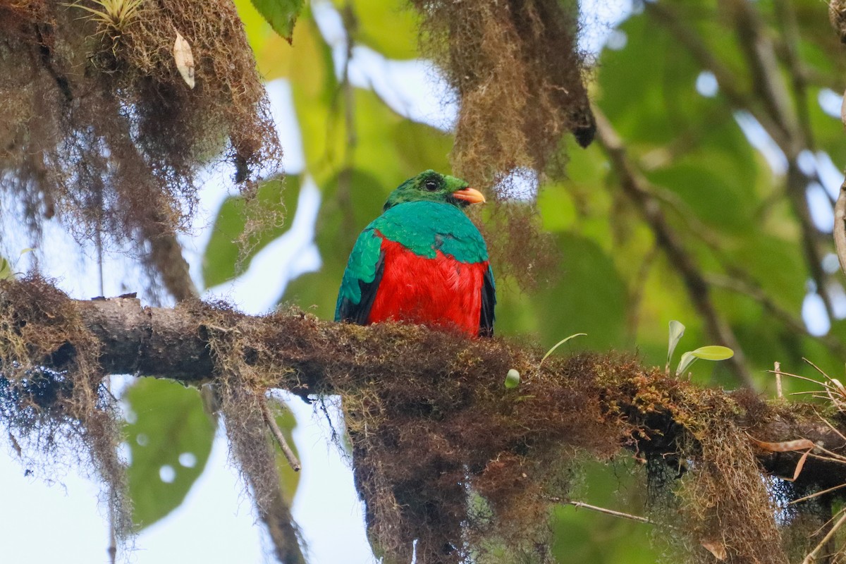 Goldkopftrogon - ML646716791