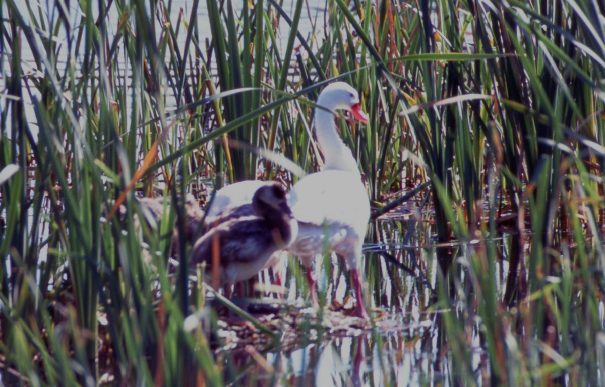 カモハクチョウ - ML646716792