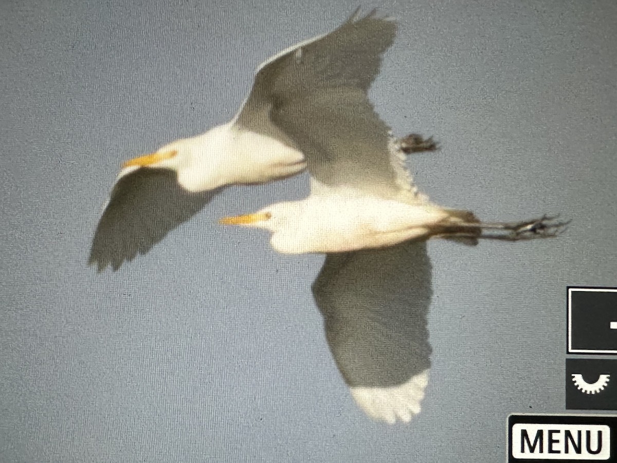 Sığır Balıkçılı - ML646716794