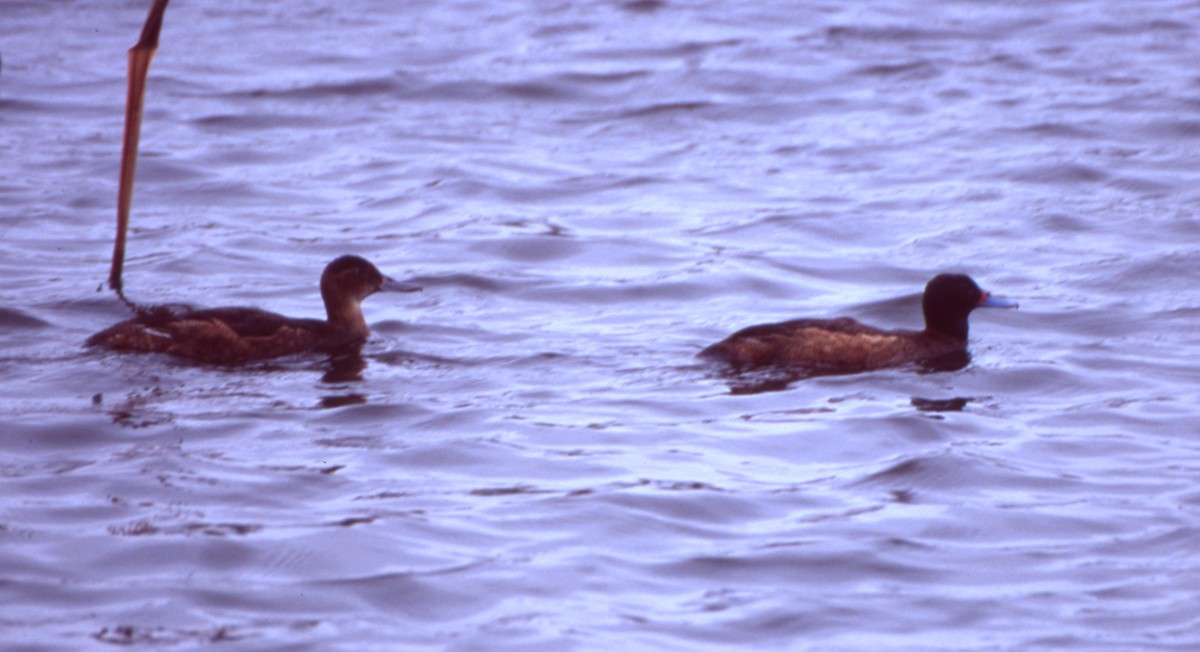 Черноголовая утка - ML646716795