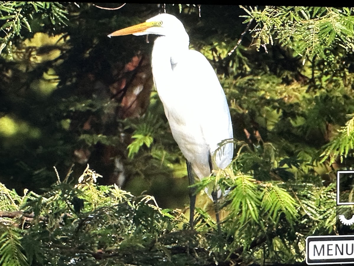 Büyük Ak Balıkçıl - ML646716796