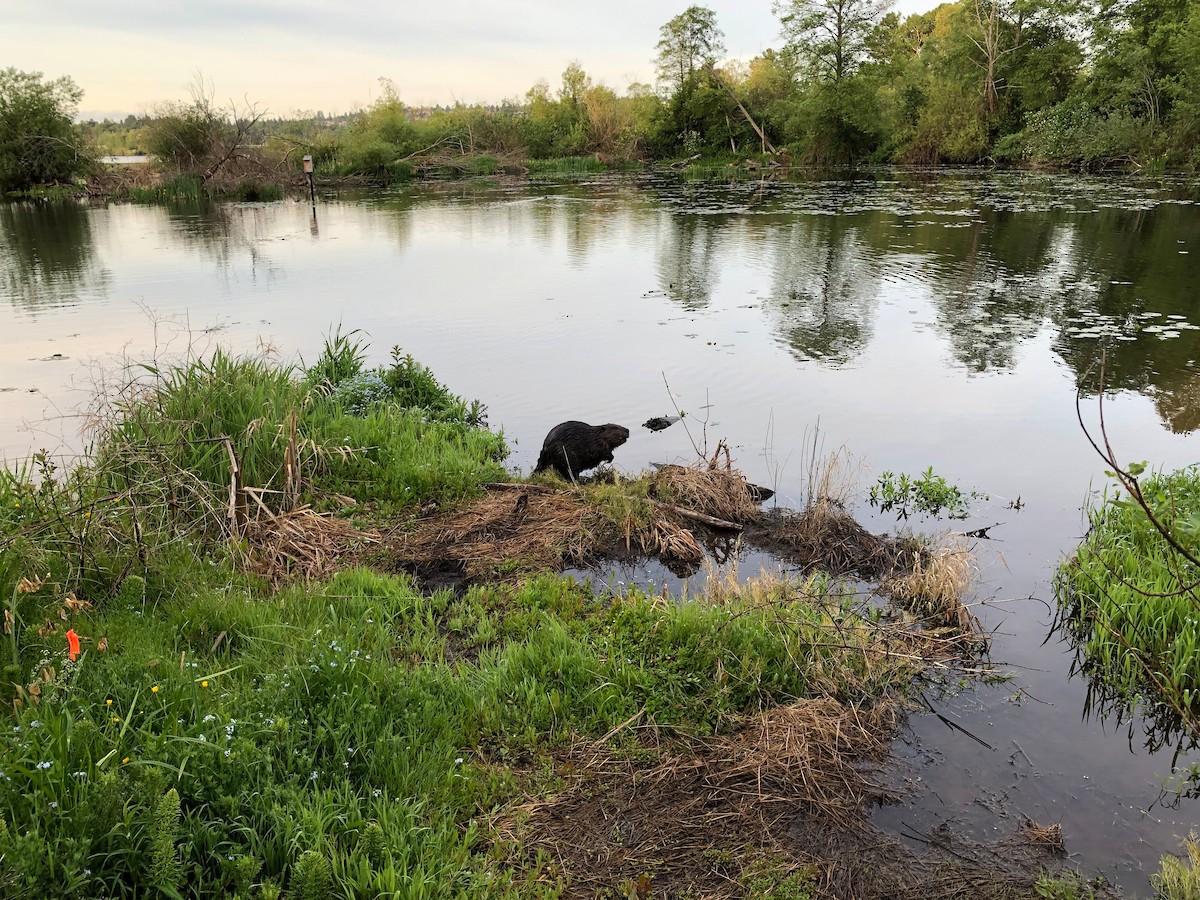American Beaver - ML646716797