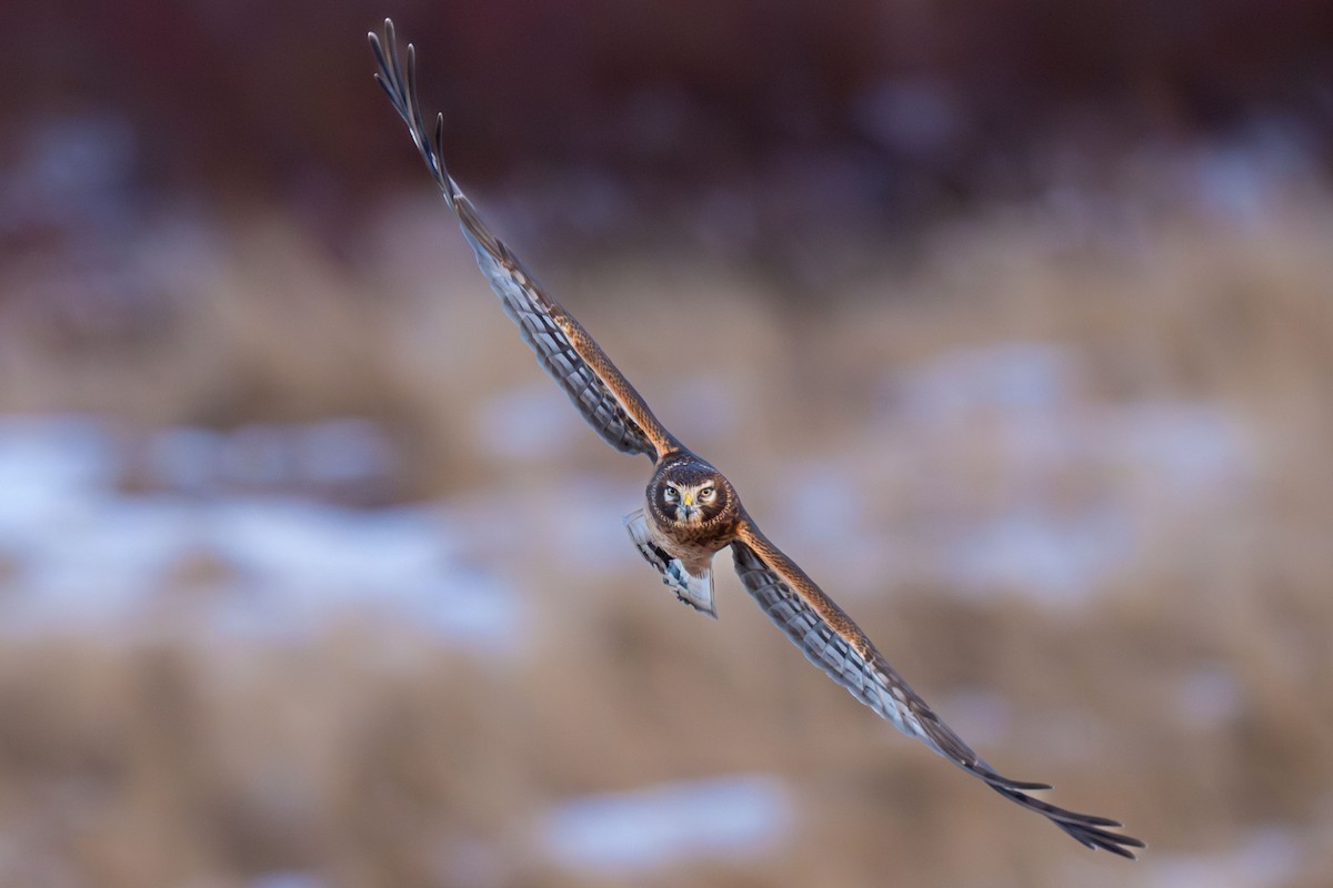 Northern Harrier - ML646716799