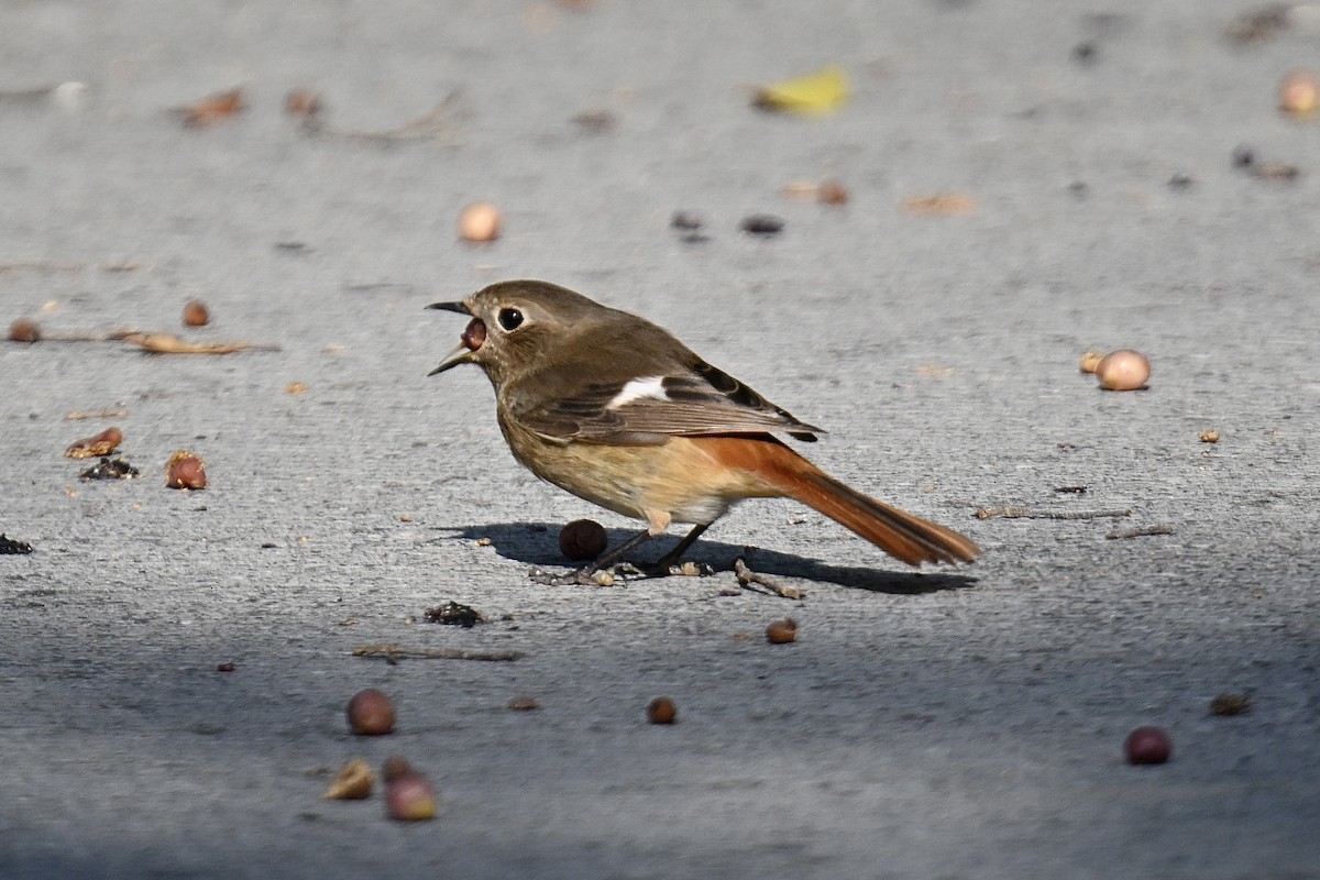 rehek daurský - ML646716800