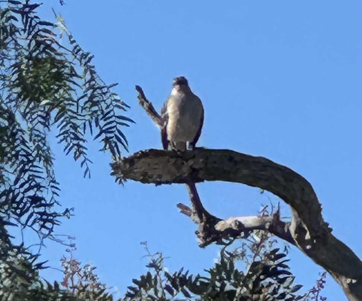 マネシツグミ - ML646716807