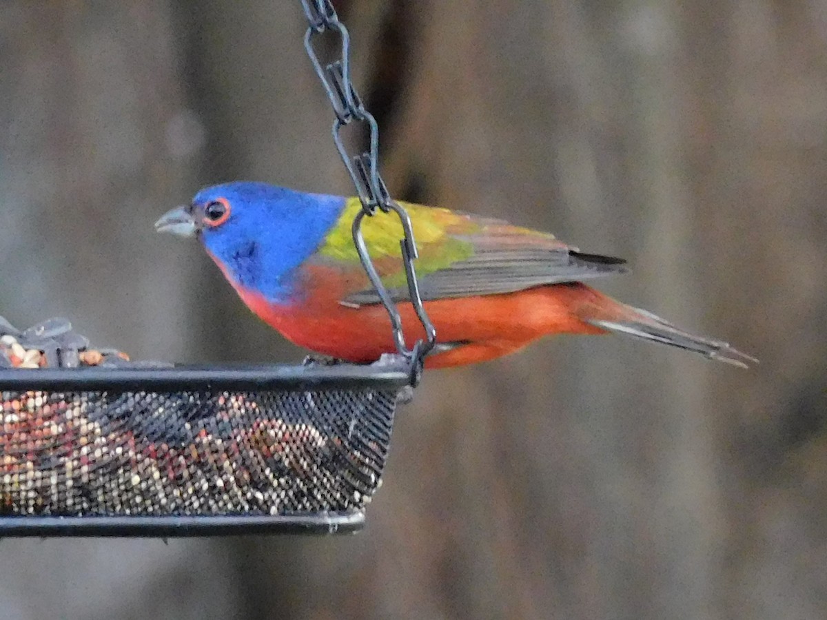 Painted Bunting - ML646716810