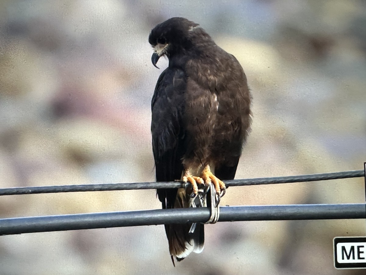 Salyangoz Çaylağı - ML646716811