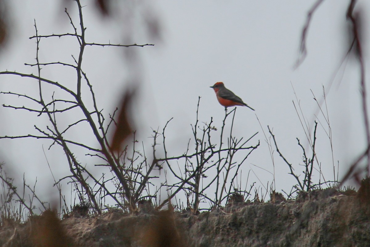 Vermilion Flycatcher - ML646716813