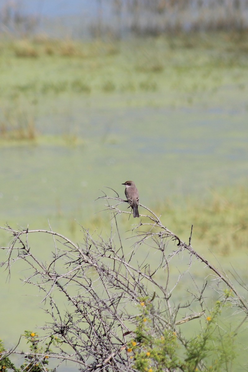 Vermilion Flycatcher - ML646716814