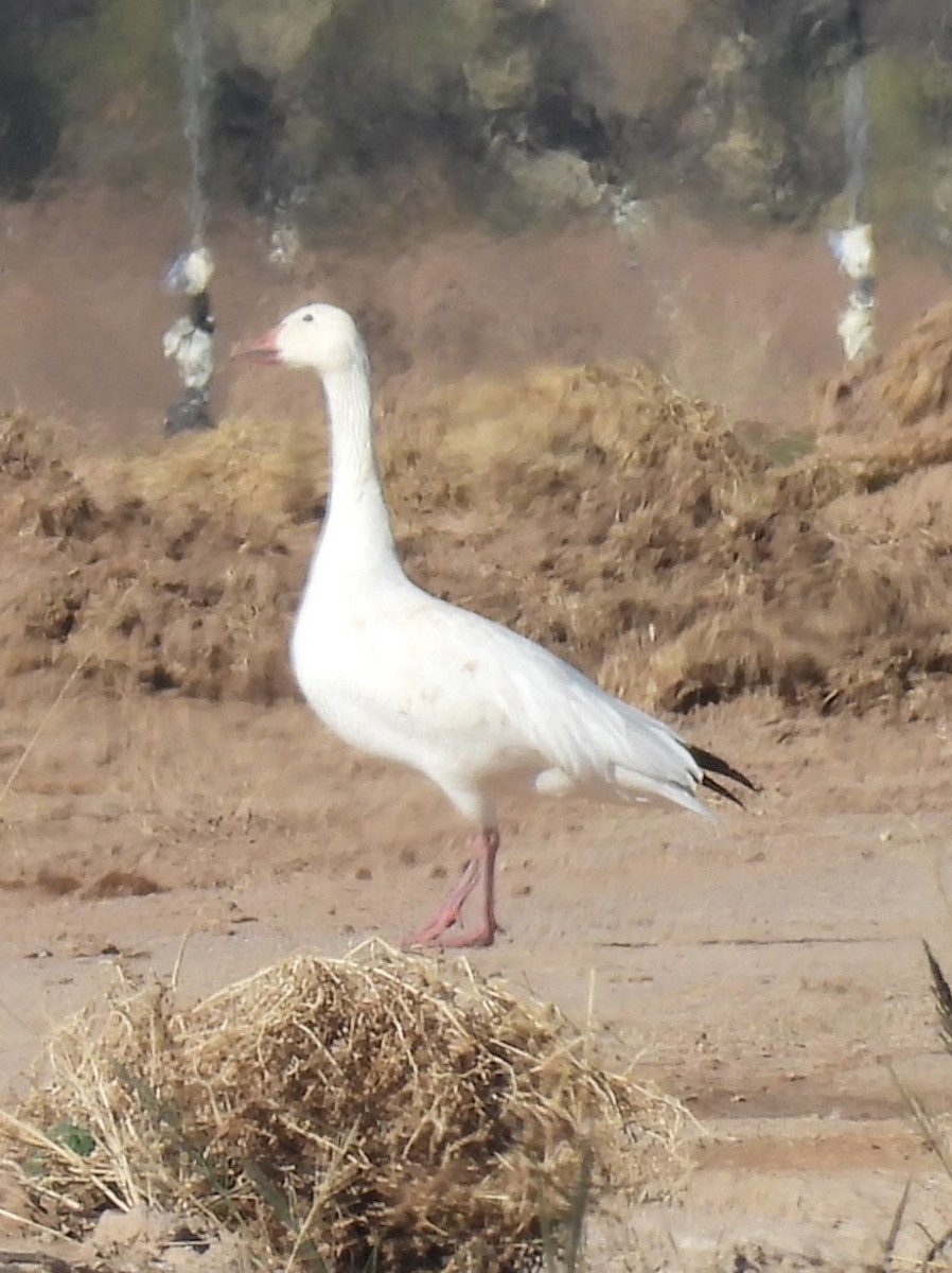 Oie des neiges - ML646716815