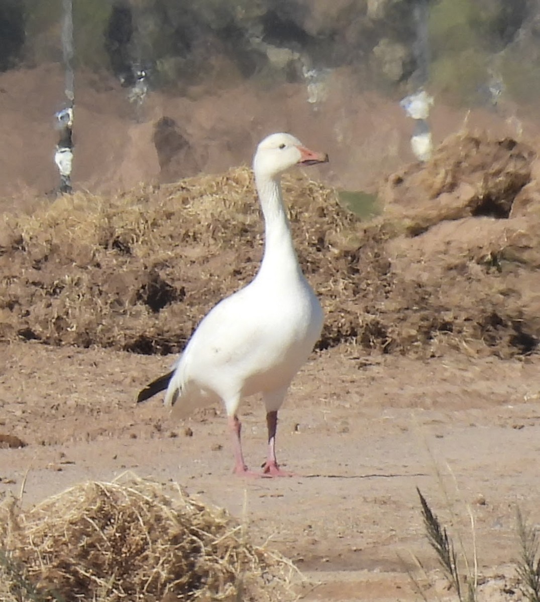 Oie des neiges - ML646716816