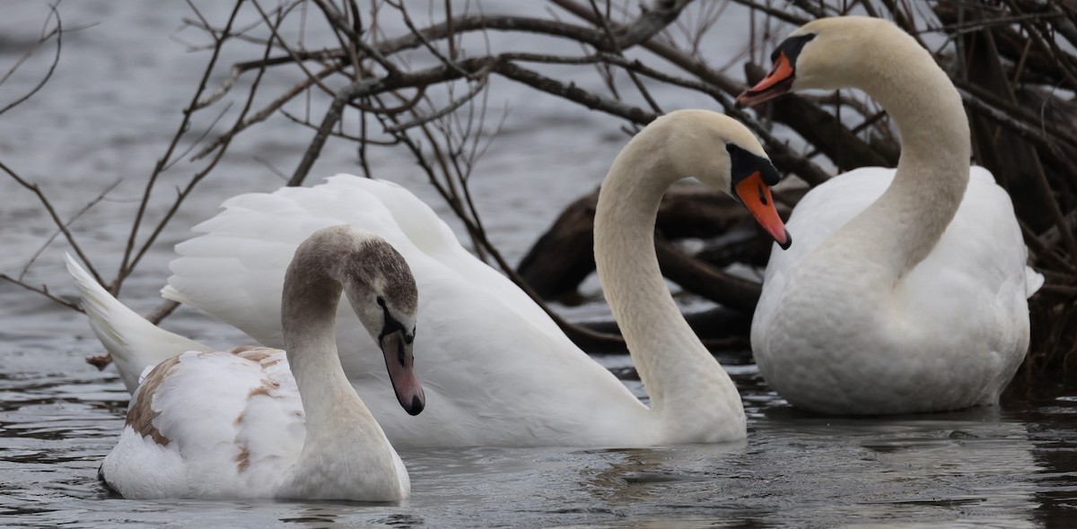 Beltxarga arrunta - ML646716817