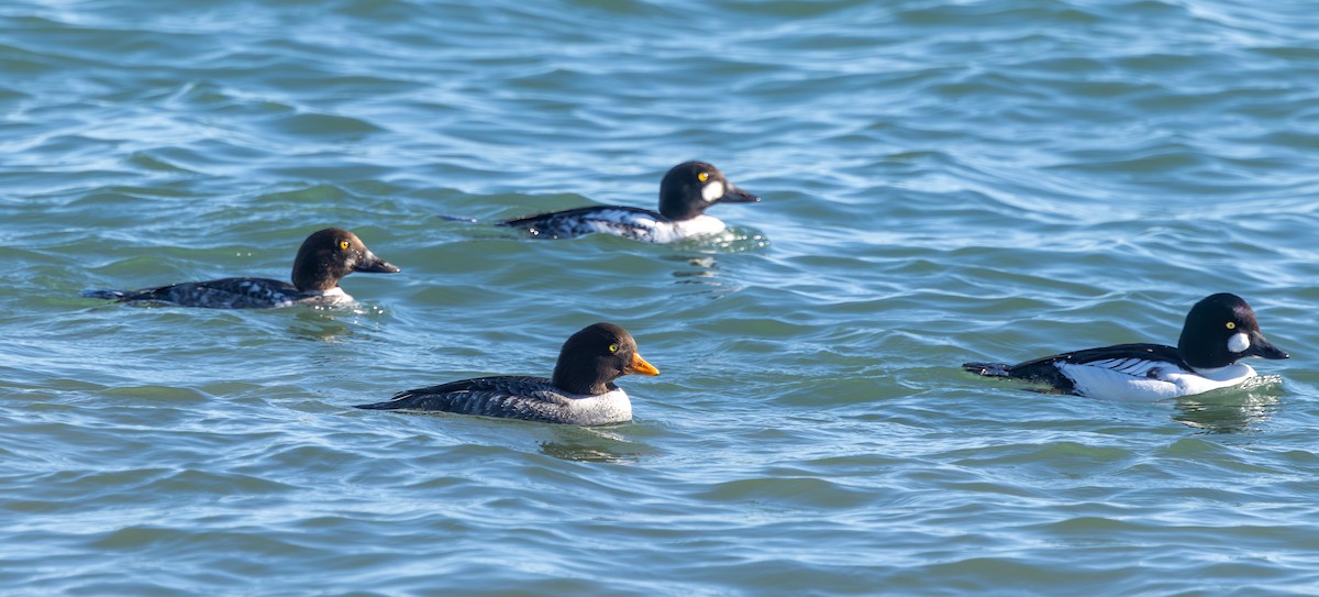 Barrow's Goldeneye - ML646716818